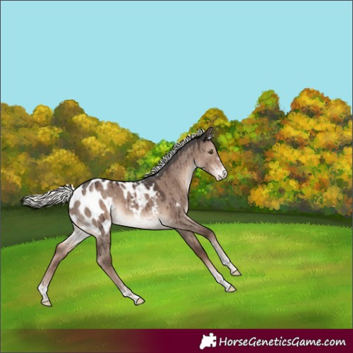 Horse Color:Liver Red Dun Mushroom Sabino Appaloosa Brindle