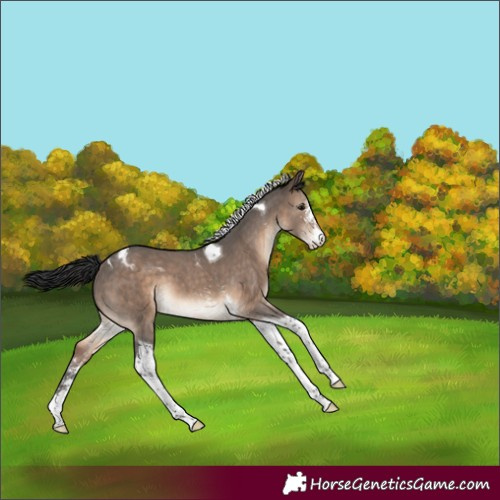 Horse Color:Brown Dun Sabino Tobiano Appaloosa 