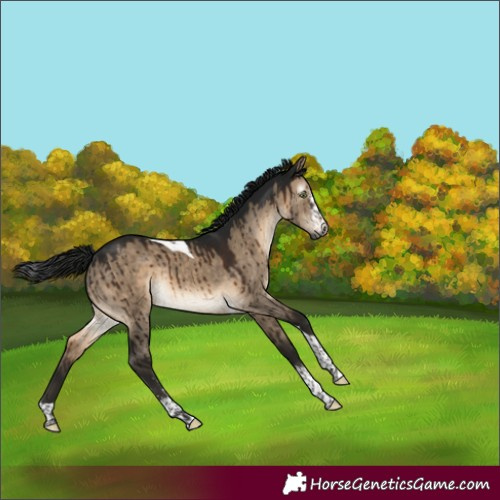 Horse Color:Gray Brown Dun Mushroom Sabino Tobiano Brindle