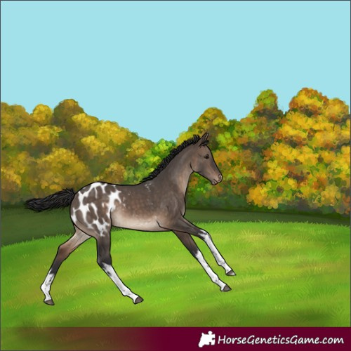 Horse Color:White Spotted Brown Dun Blanket 