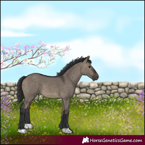 Horse Color:Brown Dun 