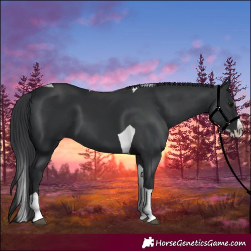 Horse Color:Black Splash Tobiano 
