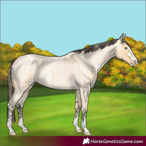 Horse Color:Buckskin Roan Pearl and Buckskin Roan