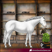 Horse Color:Silver Bay Roan Dun Appaloosa Rabicano 