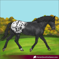 Horse Color:Black Appaloosa Rabicano 