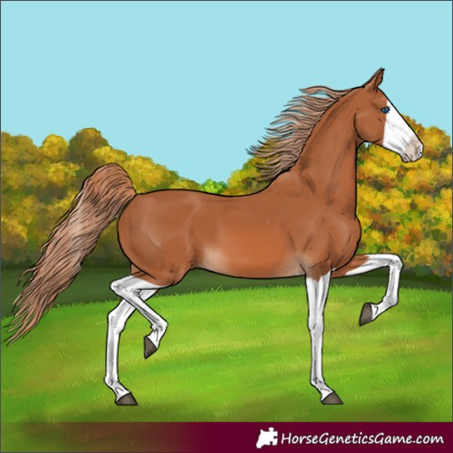 Horse Color:Chestnut Splash