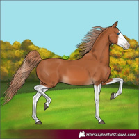 Horse Color:Chestnut Splash