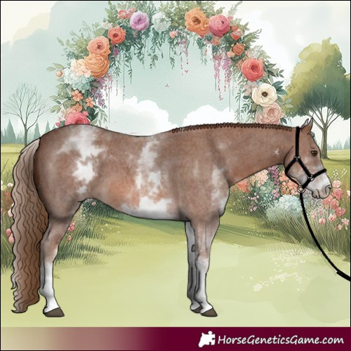 Horse Color:White Spotted Chestnut Sabino 