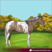 Horse Color:Powder White Silver Grullo Tobiano Rabicano