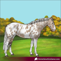 Horse Color:Powder White Silver Brown Dun Tobiano Appaloosa 