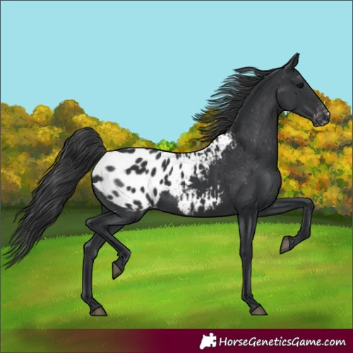 Horse Color:Black Appaloosa Rabicano 