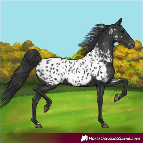 Horse Color:Black Appaloosa Rabicano 