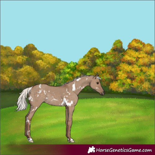 Horse Color:White Spotted Silver Grullo Rabicano 