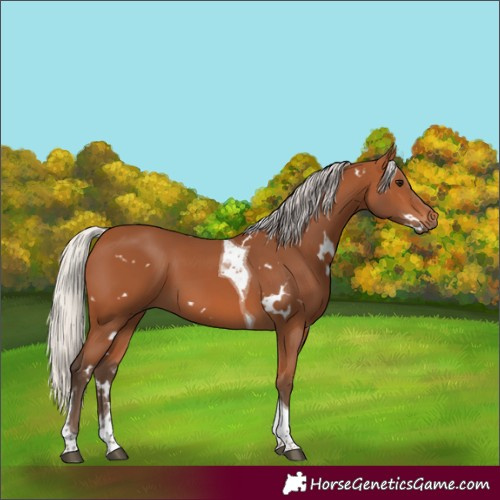 Horse Color:White Spotted Silver Bay Tobiano 