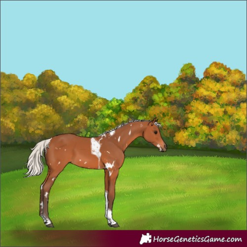 Horse Color:White Spotted Silver Bay Tobiano