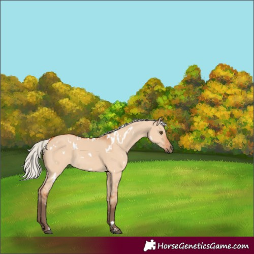 Horse Color:White Spotted Silver Bay Dun Rabicano 