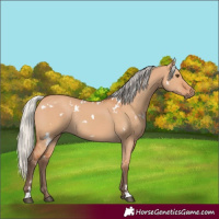 Horse Color:White Spotted Silver Bay Dun Rabicano 