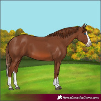 Horse Color:Chestnut Splash Frame 