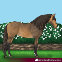 Horse Color:Buckskin 