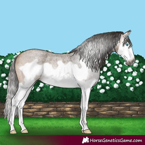 Horse Color:Gray Buckskin Roan Splash Frame Rabicano