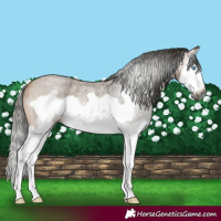 Horse Color:Gray Buckskin Roan Splash Frame Rabicano 