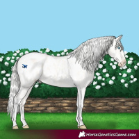 Horse Color:Silver Perlino Roan Dun Tobiano Appaloosa