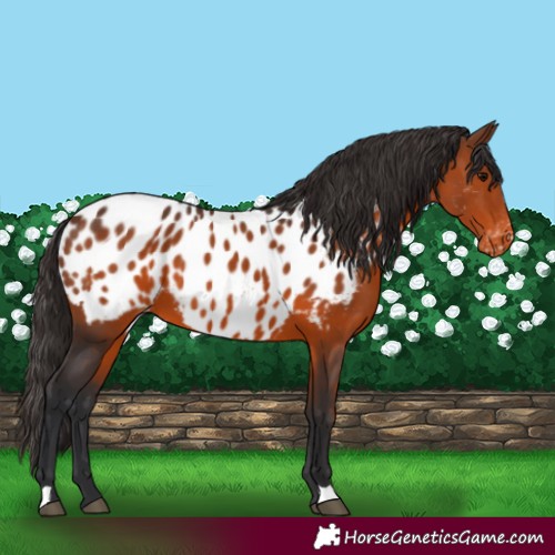 Horse Color:Brown Appaloosa 