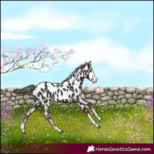 Horse Color:Liver Chestnut Appaloosa Rabicano 
