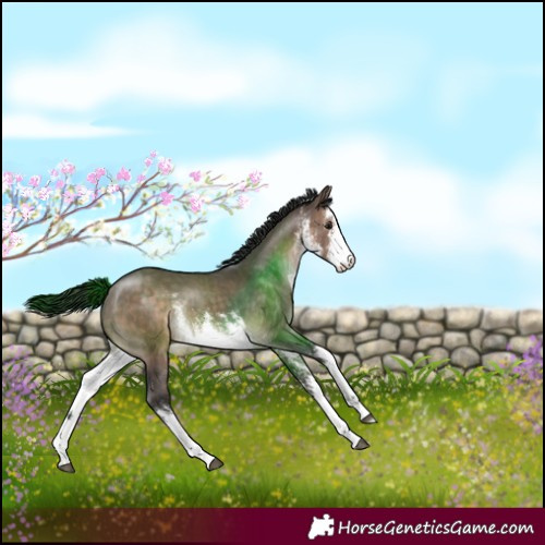 Horse Color:White Spotted Brown Dun 
