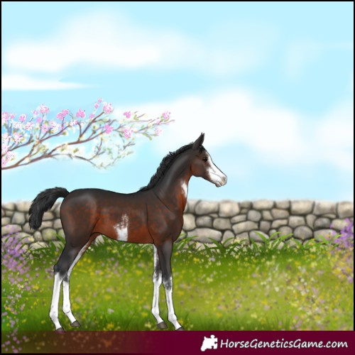 Horse Color:White Spotted Brown 