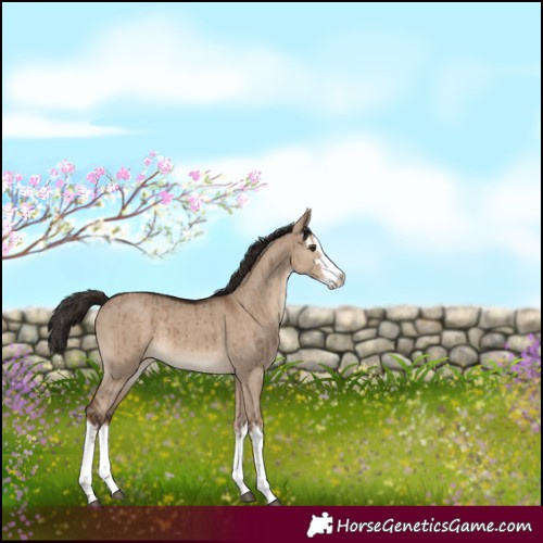 Horse Color:White Spotted Liver Red Dun Rabicano Brindle 