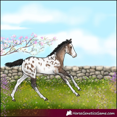Horse Color:White Spotted Brown Dun Appaloosa Brindle 