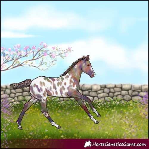 Horse Color:Nacre Liver Red Dun Near Leopard Rabicano 