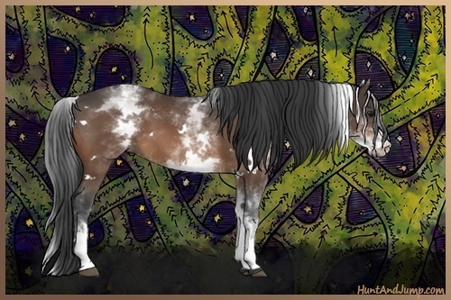 Horse Color:White Spotted Bay 