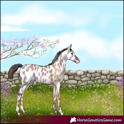 Horse Color:Nacre Liver Red Dun Near Leopard 