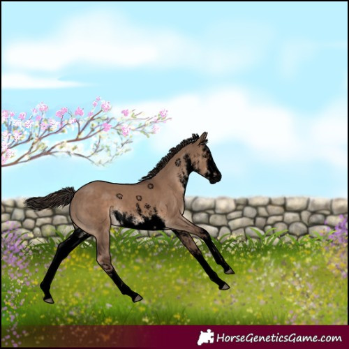 Horse Color:Void White Spotted Liver Red Dun Rabicano 