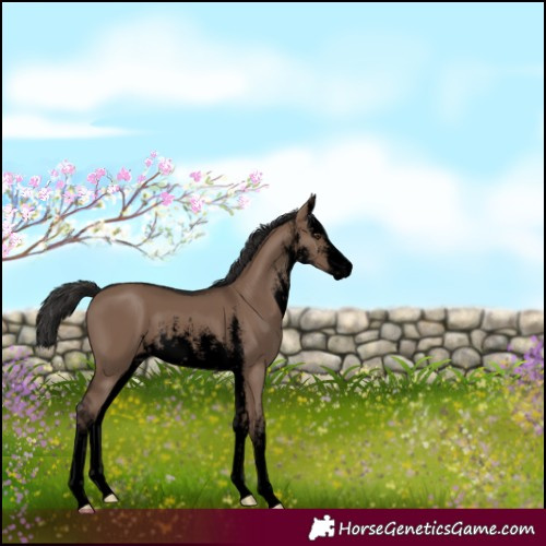 Horse Color:Void White Spotted Liver Red Dun 