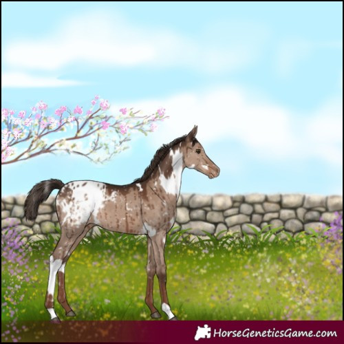 Horse Color:White Spotted Liver Red Dun Blanket Brindle 