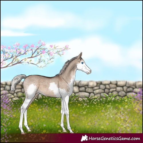 Horse Color:Silver Brown Dun Splash 