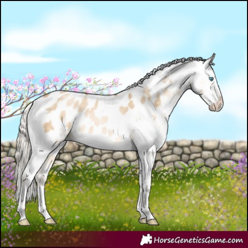 Horse Color:Chocolate Palomino Snowdrop Dun Splash Tobiano Appaloosa 