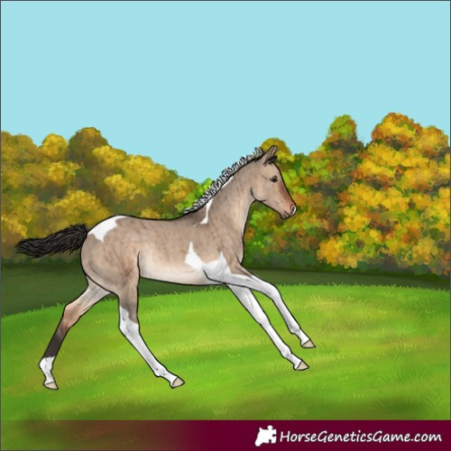 Horse Color:Brown Dun Tobiano Rabicano Brindle