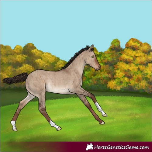 Horse Color:Liver Red Dun Rabicano Brindle