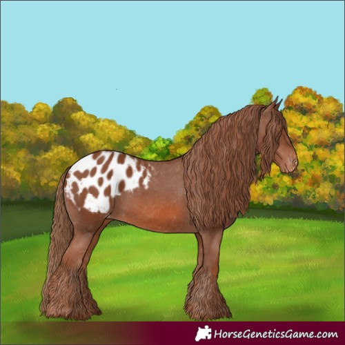 Horse Color:Chestnut Appaloosa