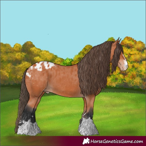 Horse Color:Bay Appaloosa 