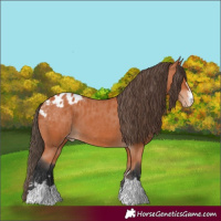 Horse Color:Bay Appaloosa 