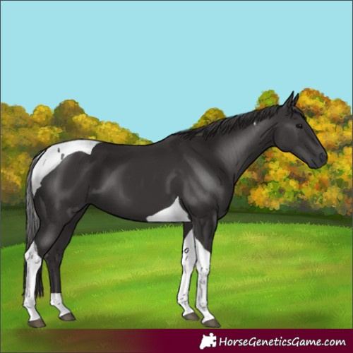 Horse Color:Smoky Black Tobiano 