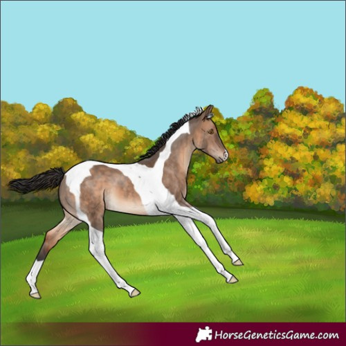Horse Color:Brown Dun Tobiano 