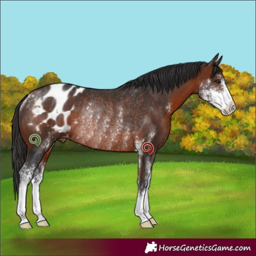 Horse Color:Brown Sabino Varnish Rabicano 