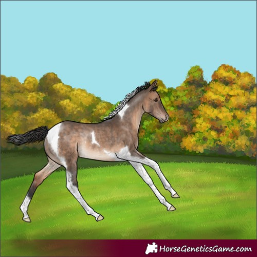 Horse Color:Brown Dun Tobiano Rabicano