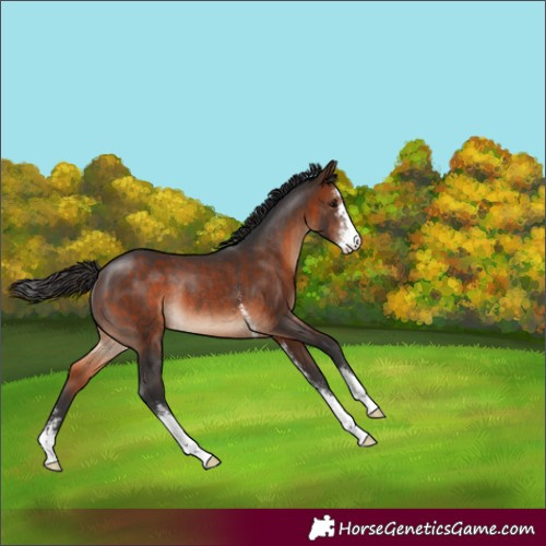 Horse Color:Brown Sabino Varnish Rabicano